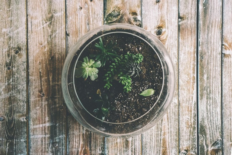 DIY Terrarium Kit